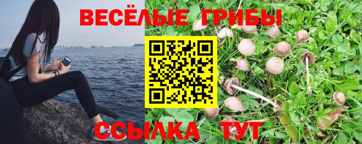 где купить   Псилоцибиновые грибы Magic Shrooms  Курчатов  Вход с VPN  Псилоцибиновые грибы MAGIC MUSHROOMS 